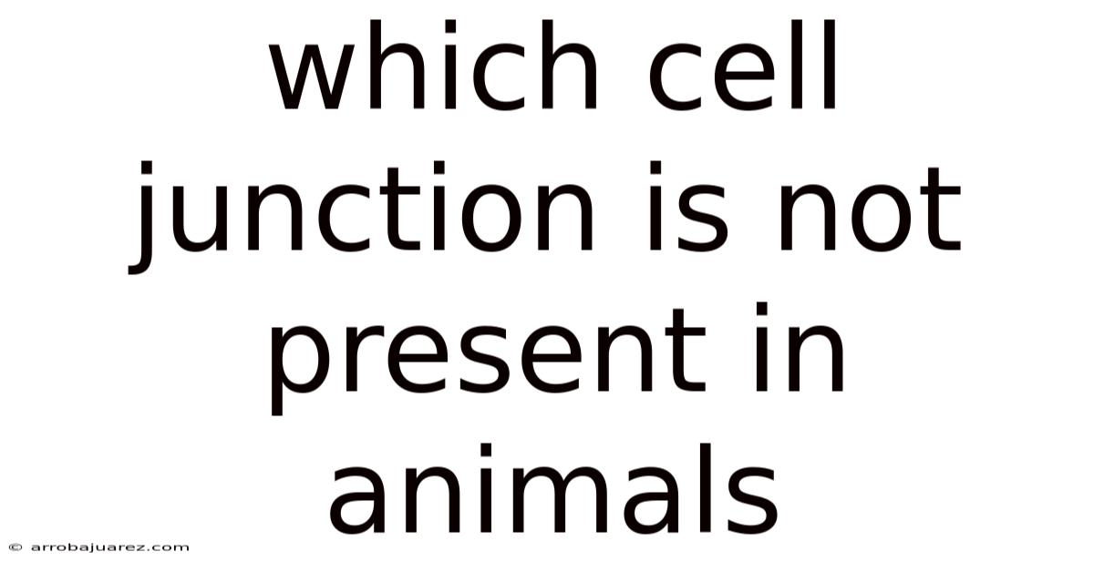 Which Cell Junction Is Not Present In Animals