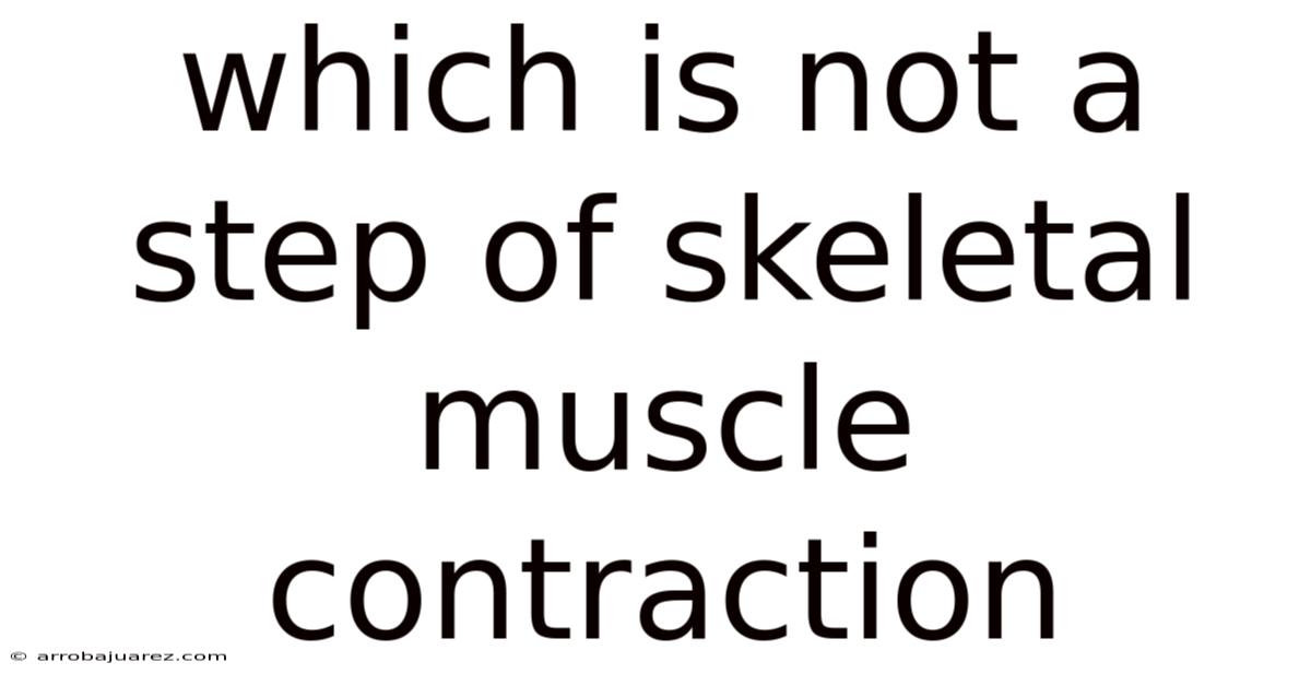 Which Is Not A Step Of Skeletal Muscle Contraction