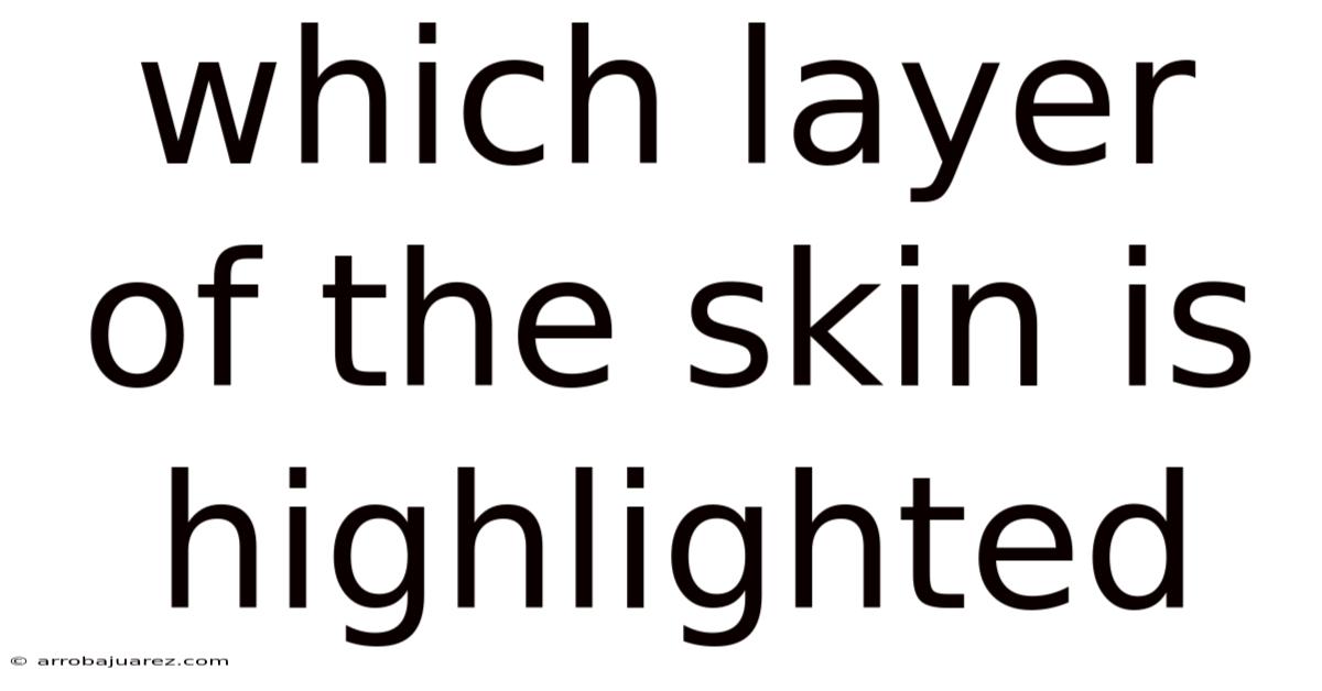 Which Layer Of The Skin Is Highlighted