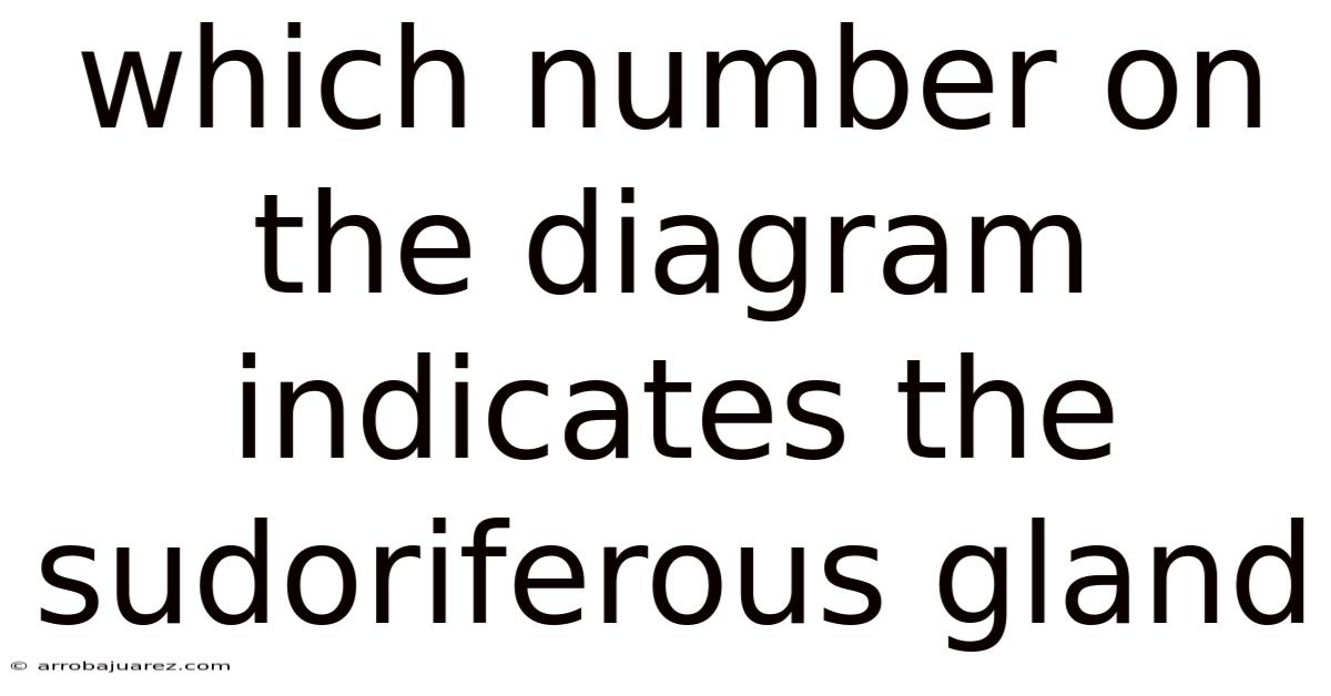 Which Number On The Diagram Indicates The Sudoriferous Gland