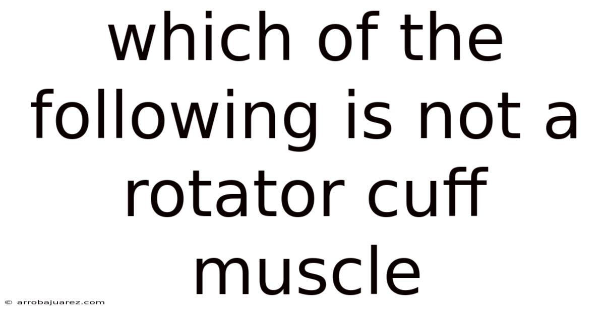 Which Of The Following Is Not A Rotator Cuff Muscle