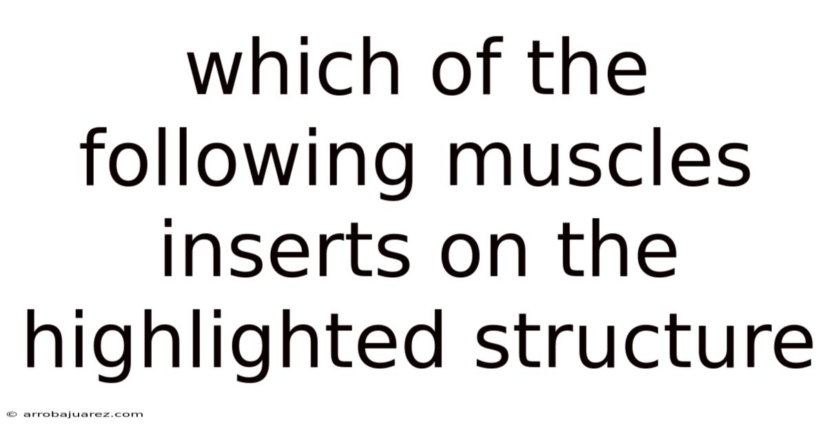 Which Of The Following Muscles Inserts On The Highlighted Structure