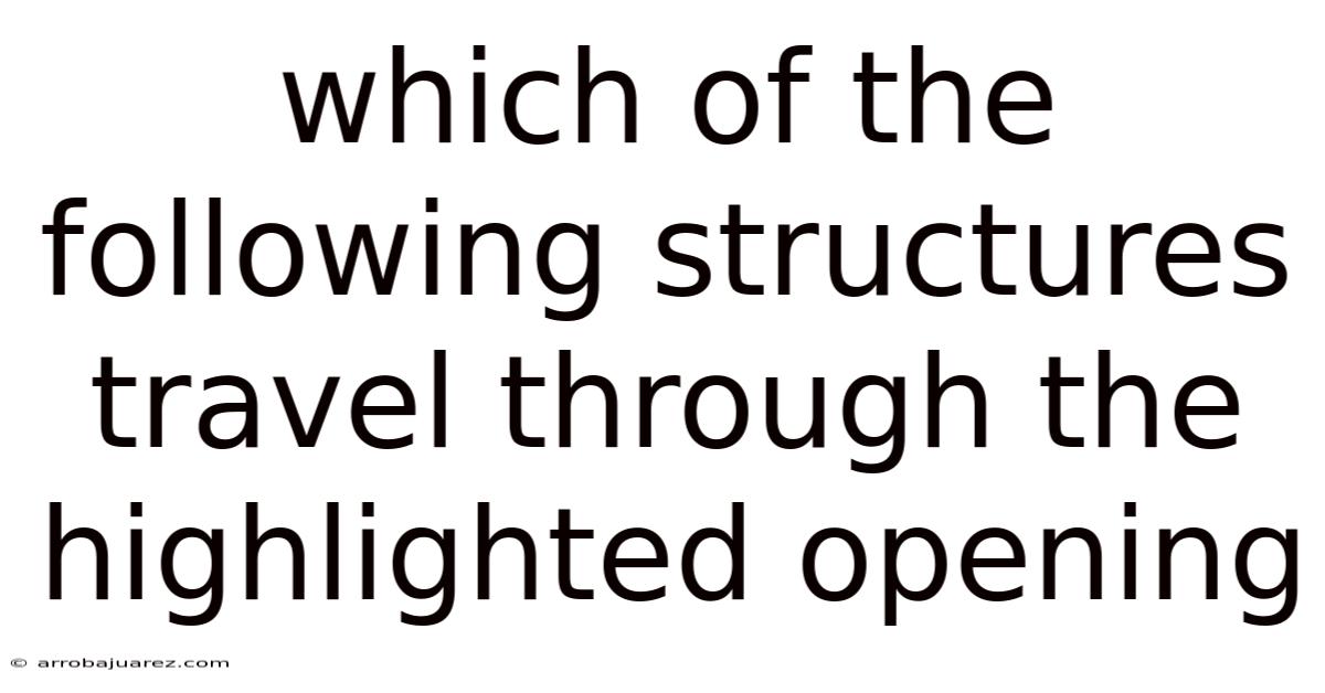 Which Of The Following Structures Travel Through The Highlighted Opening