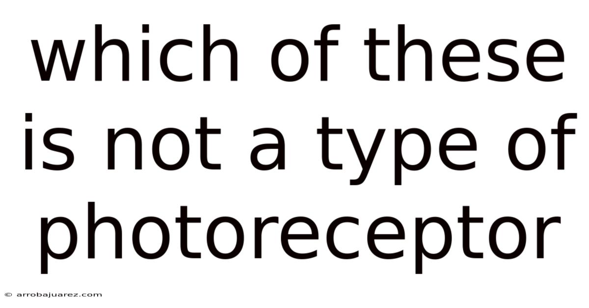 Which Of These Is Not A Type Of Photoreceptor