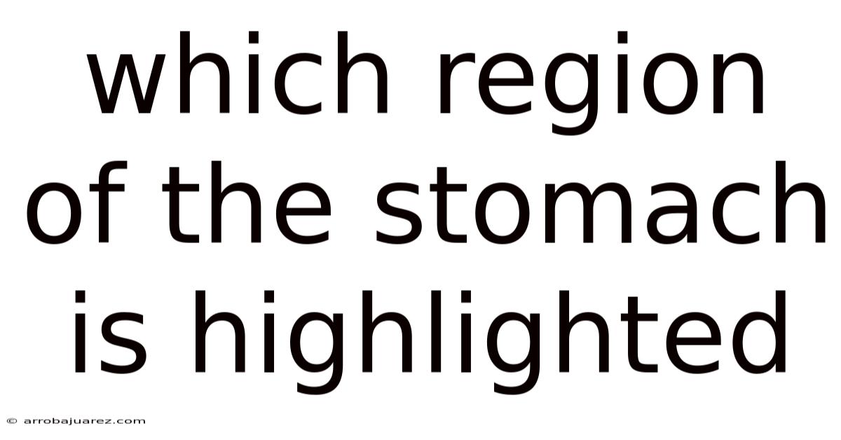 Which Region Of The Stomach Is Highlighted
