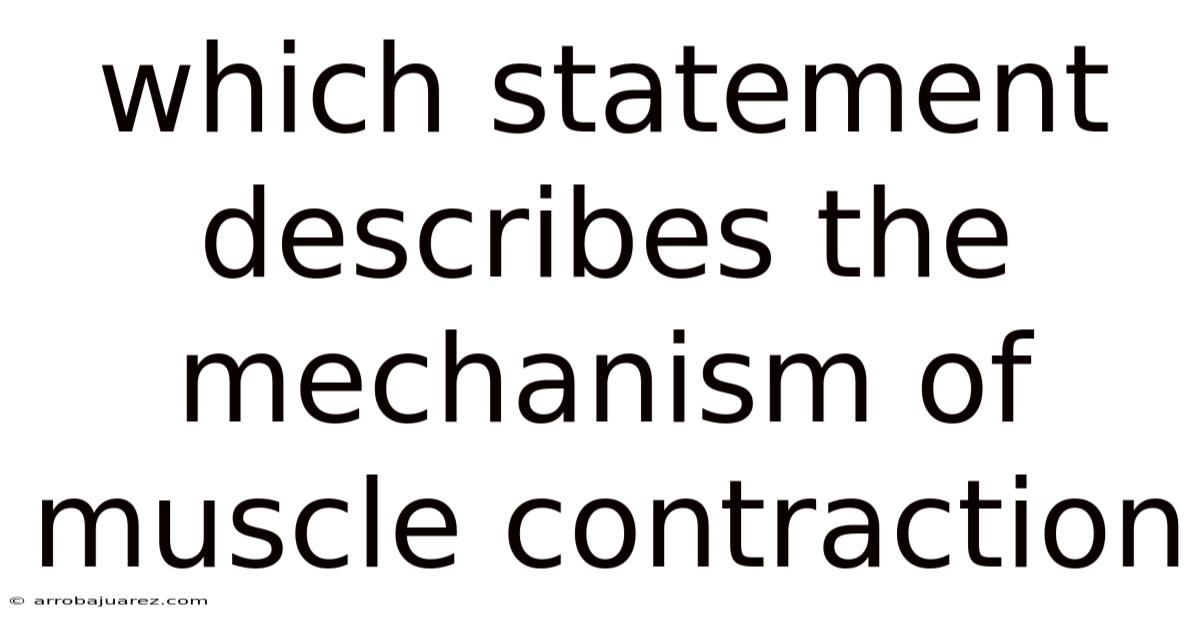 Which Statement Describes The Mechanism Of Muscle Contraction