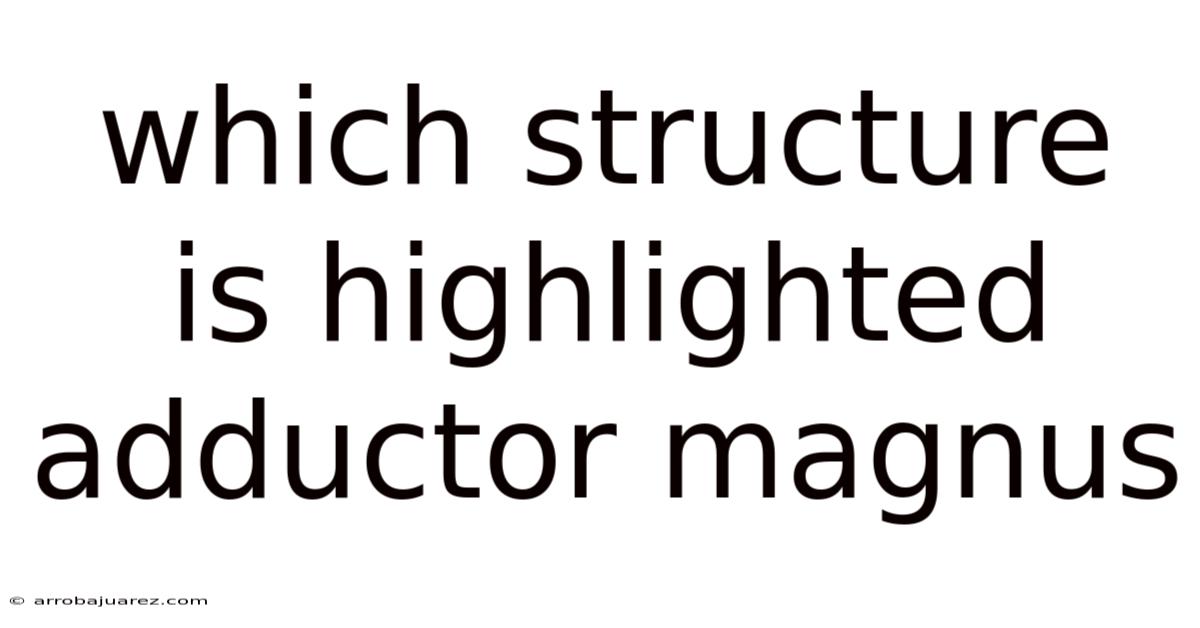 Which Structure Is Highlighted Adductor Magnus