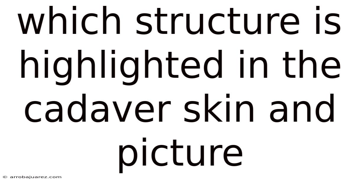 Which Structure Is Highlighted In The Cadaver Skin And Picture