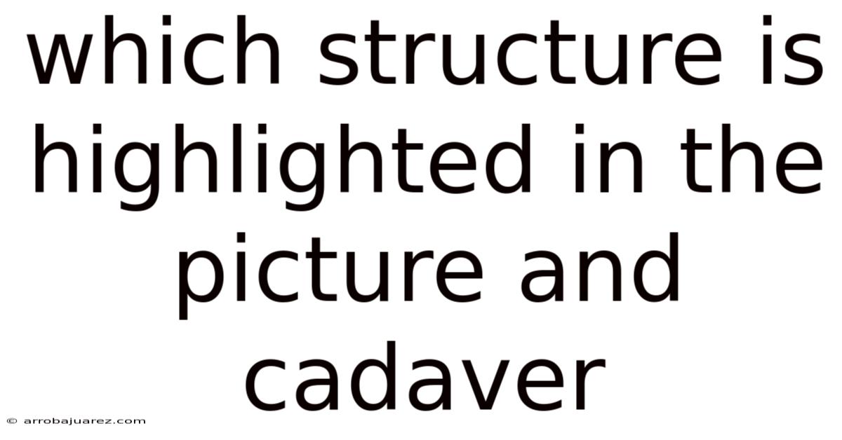 Which Structure Is Highlighted In The Picture And Cadaver