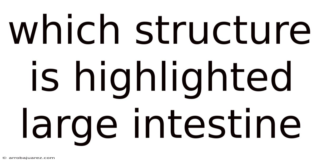 Which Structure Is Highlighted Large Intestine