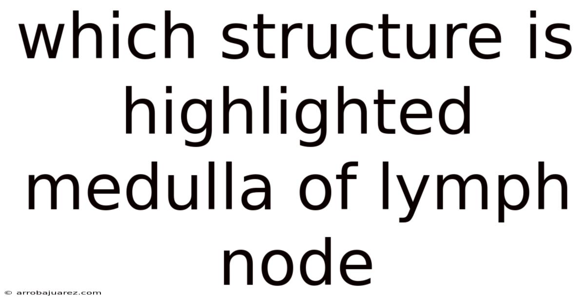 Which Structure Is Highlighted Medulla Of Lymph Node