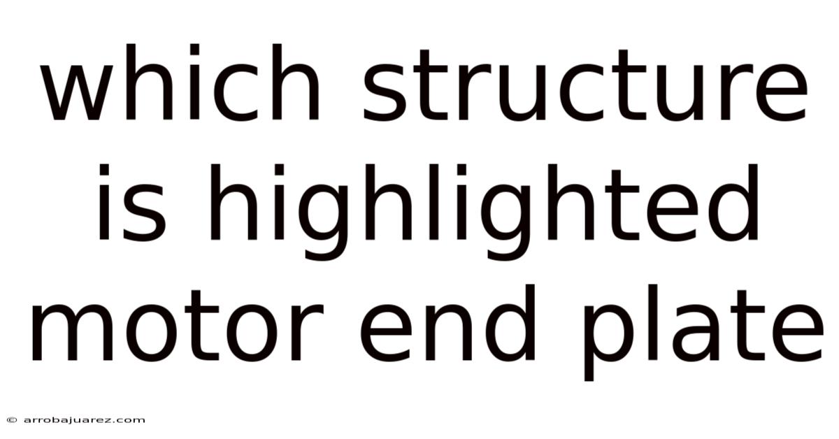 Which Structure Is Highlighted Motor End Plate