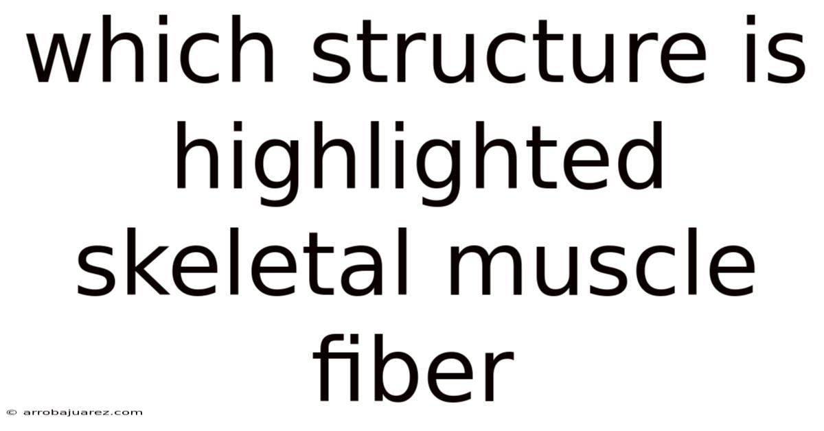 Which Structure Is Highlighted Skeletal Muscle Fiber
