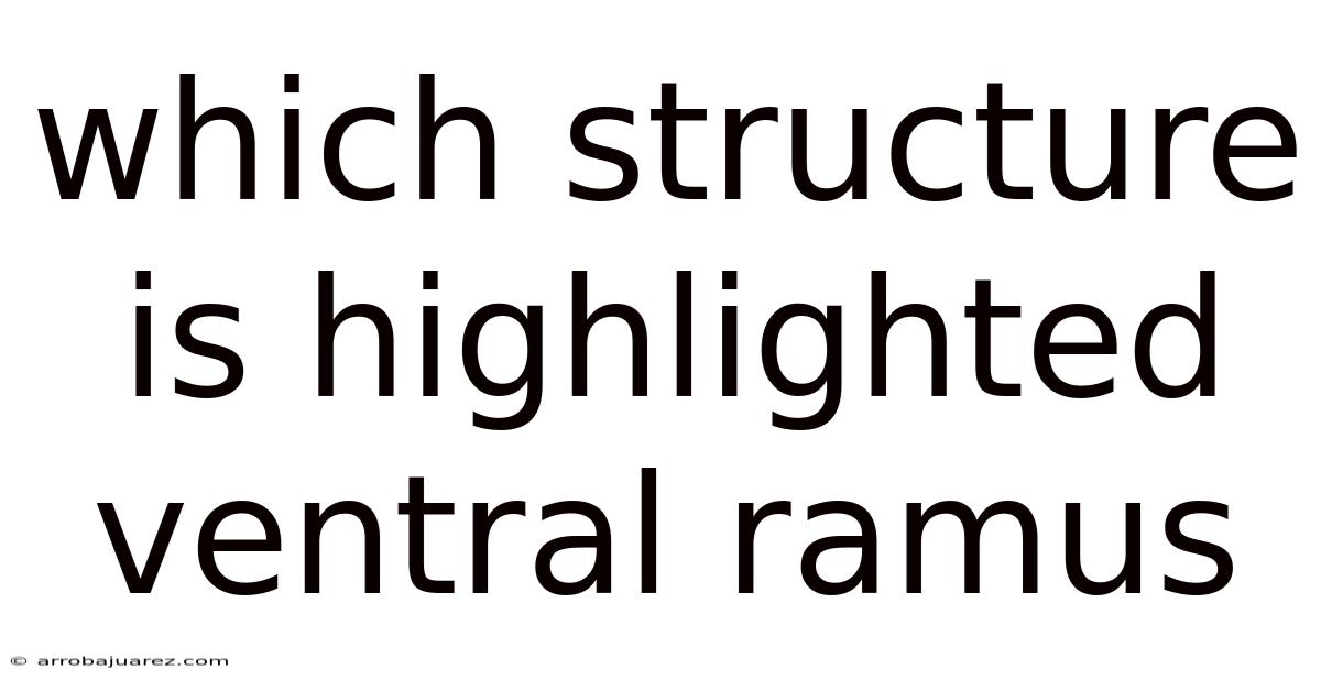 Which Structure Is Highlighted Ventral Ramus