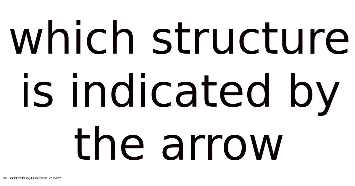 Which Structure Is Indicated By The Arrow