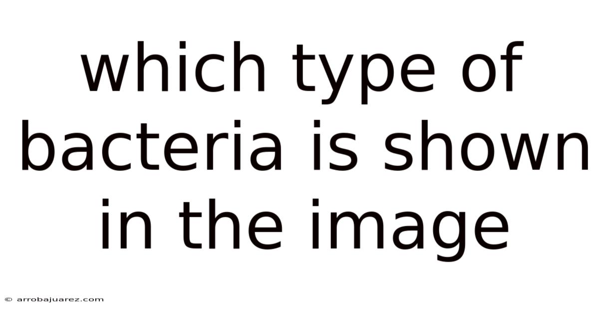 Which Type Of Bacteria Is Shown In The Image