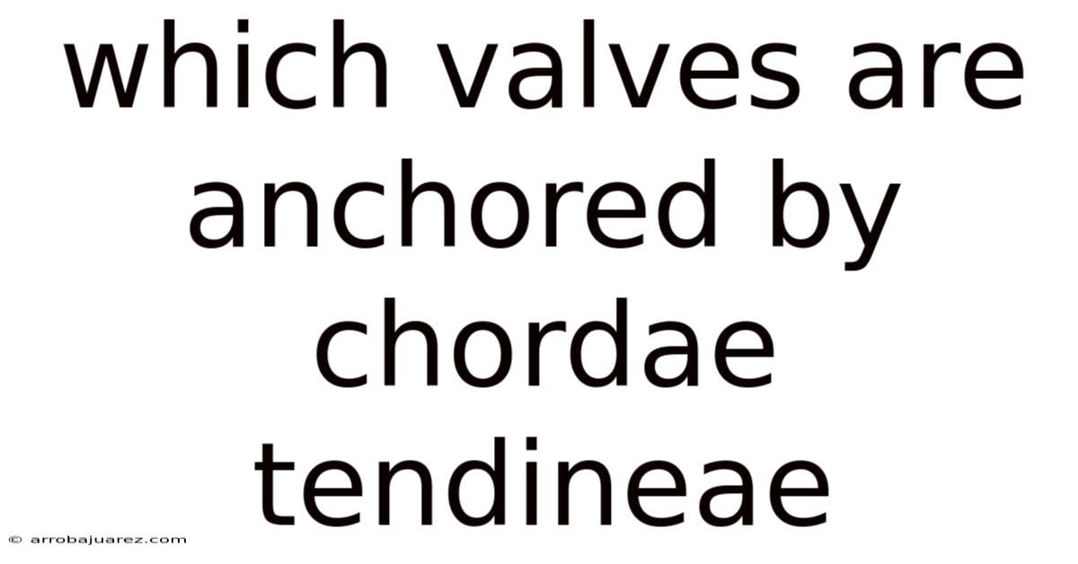 Which Valves Are Anchored By Chordae Tendineae