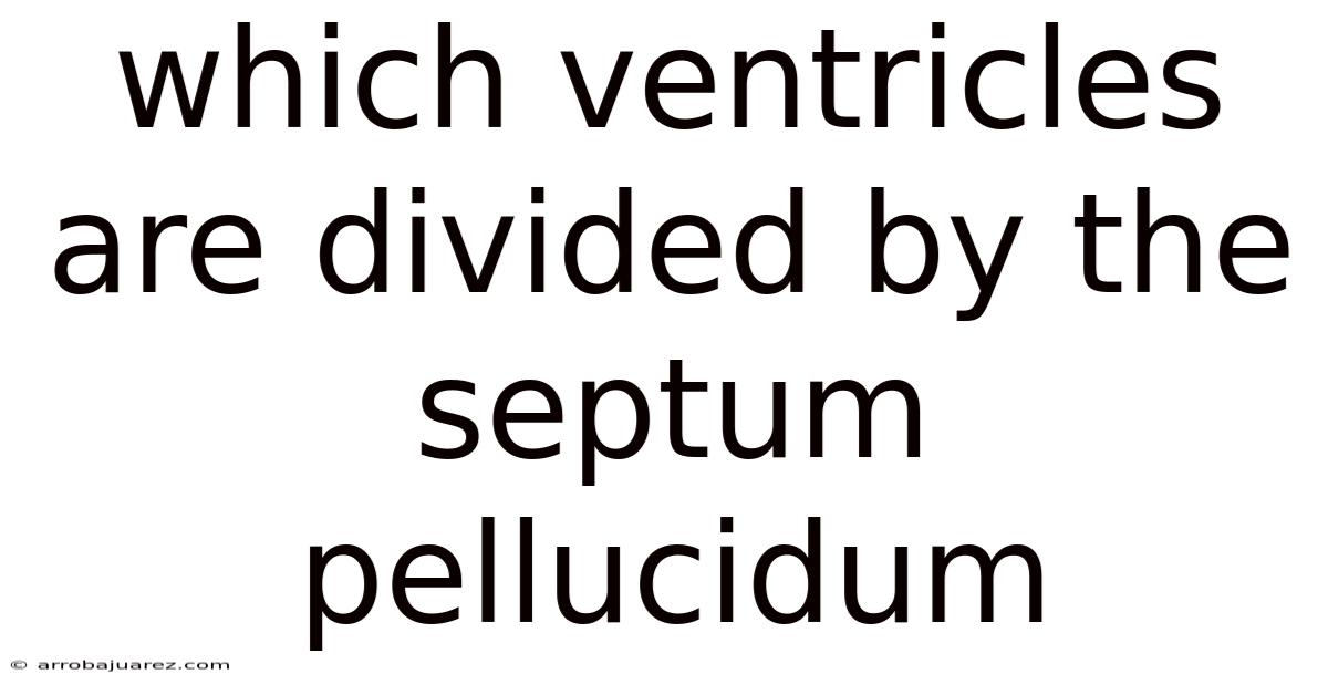 Which Ventricles Are Divided By The Septum Pellucidum