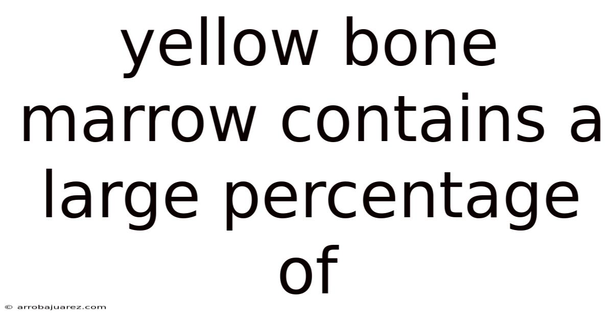 Yellow Bone Marrow Contains A Large Percentage Of