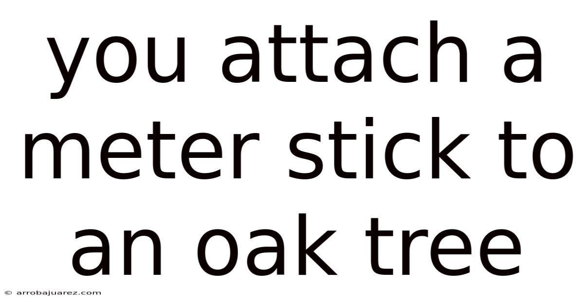 You Attach A Meter Stick To An Oak Tree