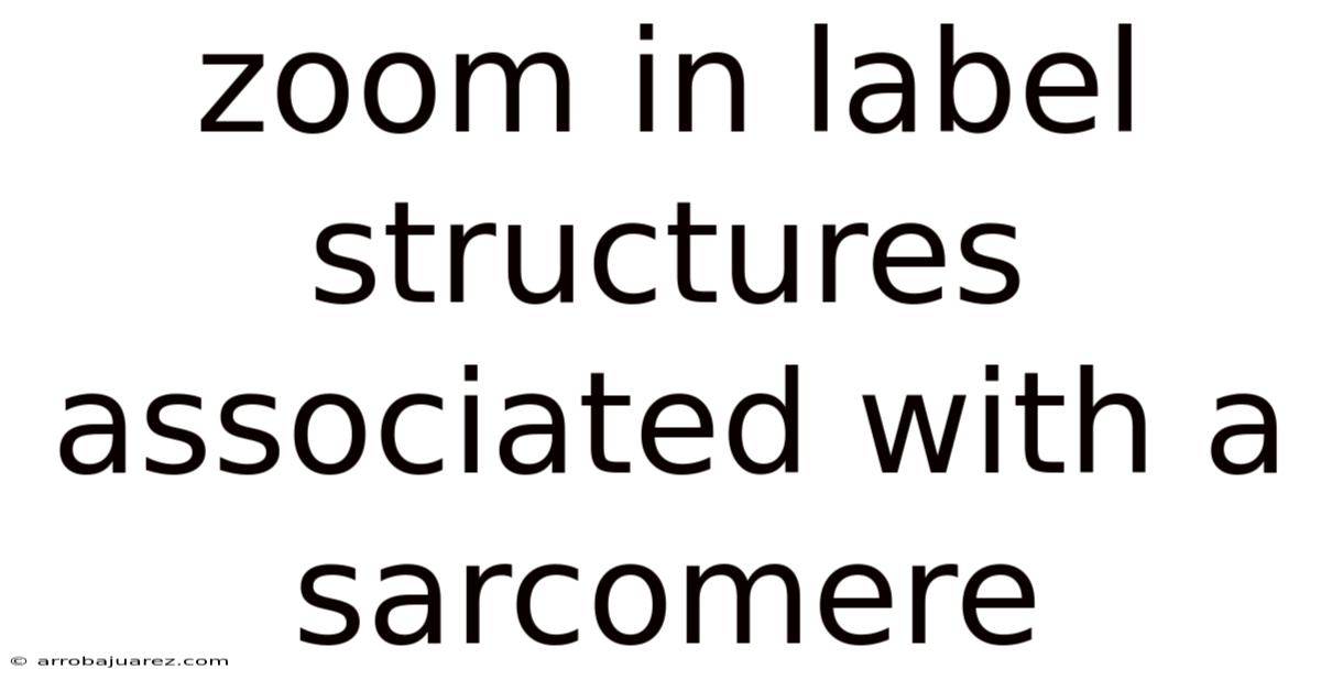 Zoom In Label Structures Associated With A Sarcomere